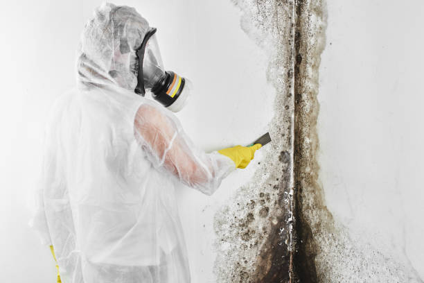 Best Mold Testing  in Honeygo, MD