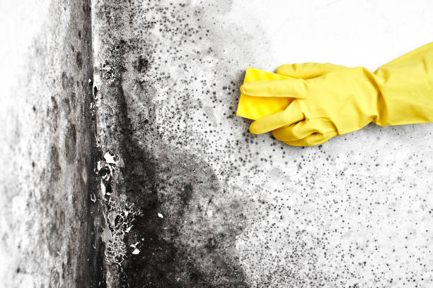 Best Mold Remediation  in Honeygo, MD
