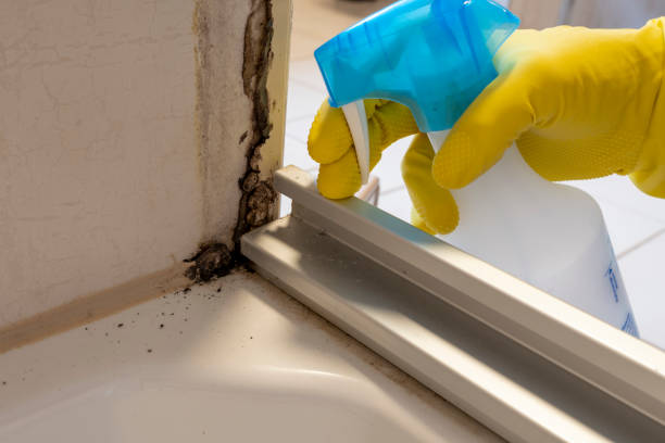 Best Toxic Mold Removal  in Honeygo, MD