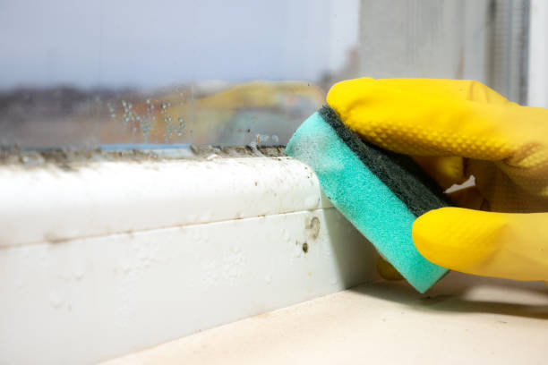 Best Mold Cleaning Services  in Honeygo, MD