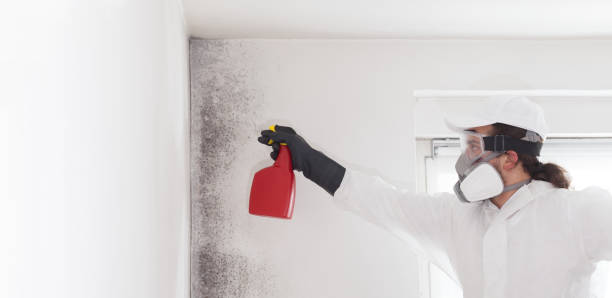 Best Emergency Mold Removal  in Honeygo, MD