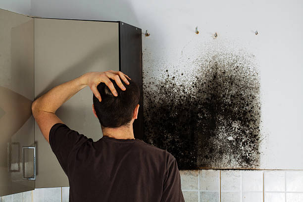 Best Home Mold Removal  in Honeygo, MD