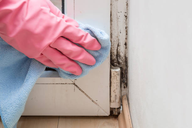 Best Mold Remediation  in Honeygo, MD