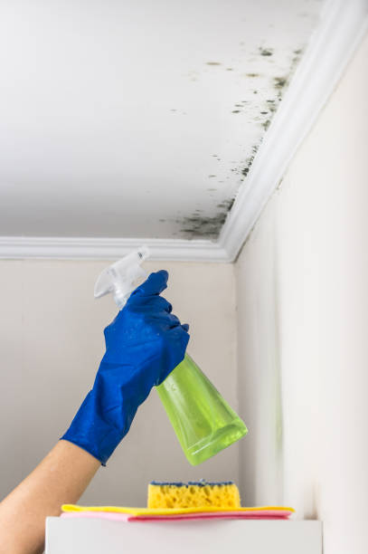 Best Mold Inspection  in Honeygo, MD