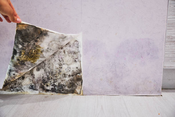Best Best Mold Removal Companies  in Honeygo, MD